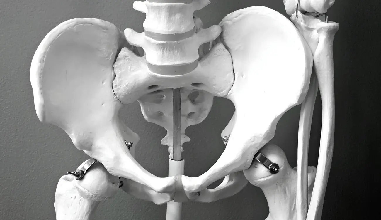 Anatomical model of the pelvis and lumbar spine
